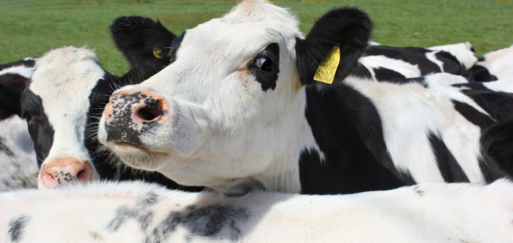 Dangerous cattle kill and injure walkers every year.