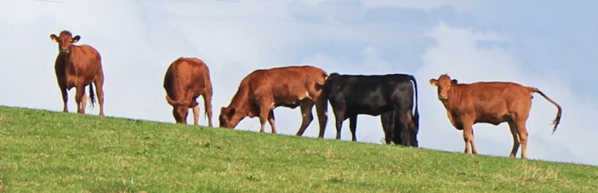 Killer cattle -every cow is a potential killer