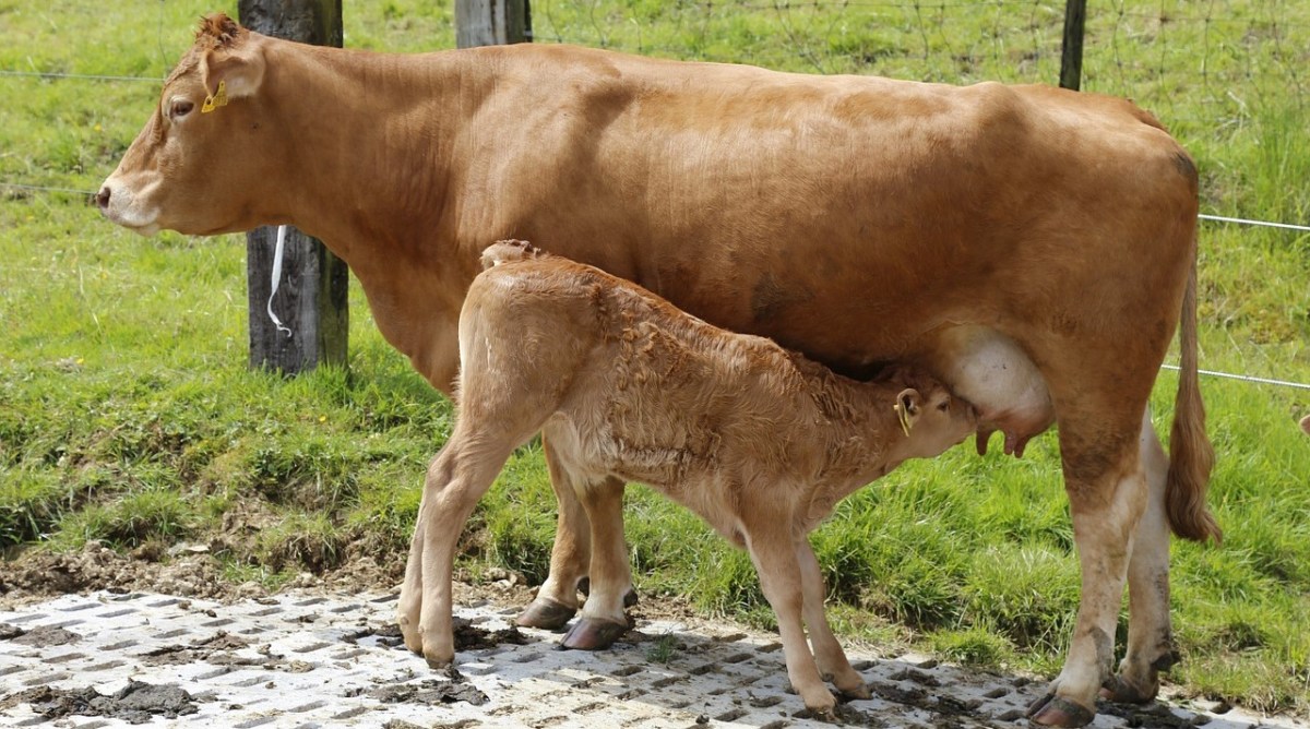 Susan is lucky there was a way round the cows with&nbsp;calves