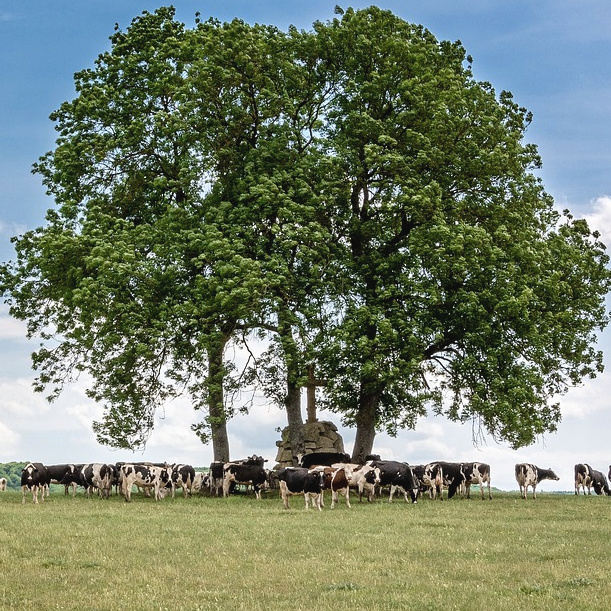 Escape from killer cows by hiding under a tree