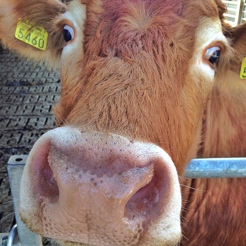 Cows blocked Helen’s&nbsp;path