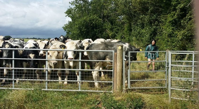 Bullocks look intimidating