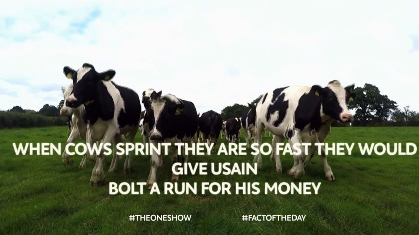 Don't try to outrun a cow,they sprint faster than Usain Bolt