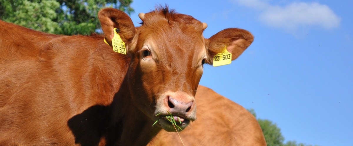 It’s not just&nbsp;humans…