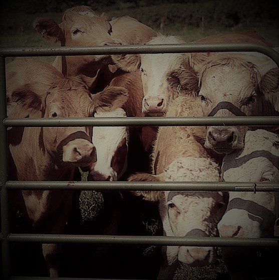 Spoiled walk in Kielder&nbsp;Forest