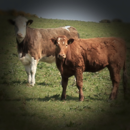 Limousin cows - a dangerous breed of cattle