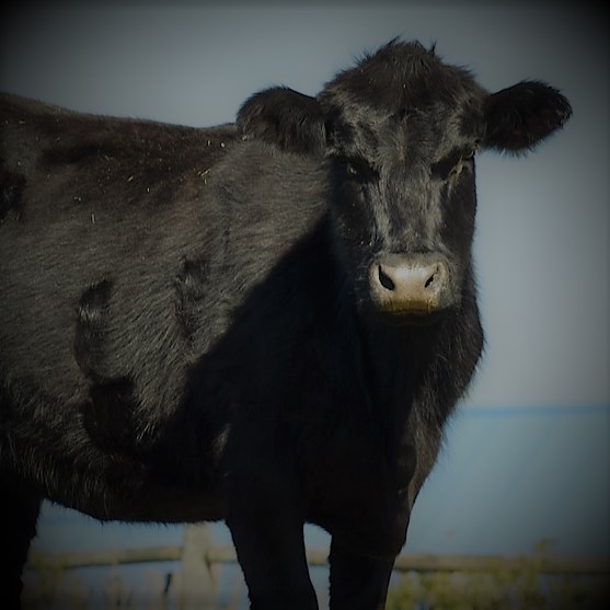 Simon meets a rogue black&nbsp;cow.