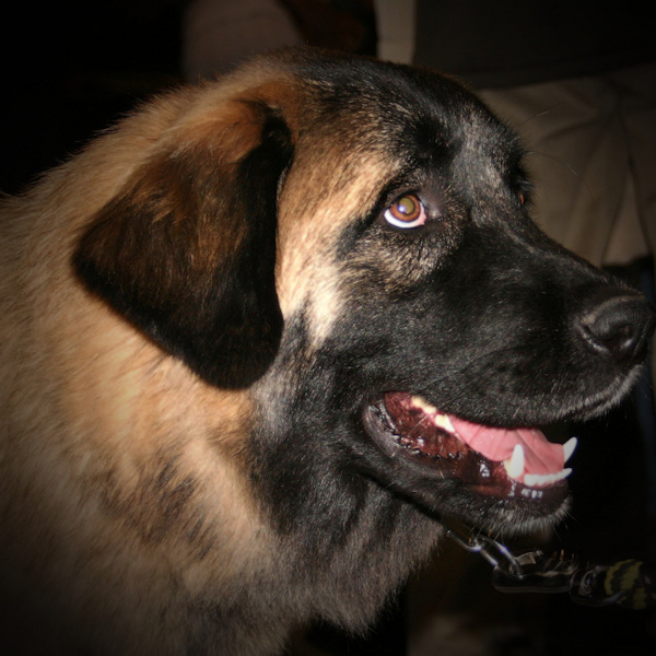 Colin and his&nbsp;dog