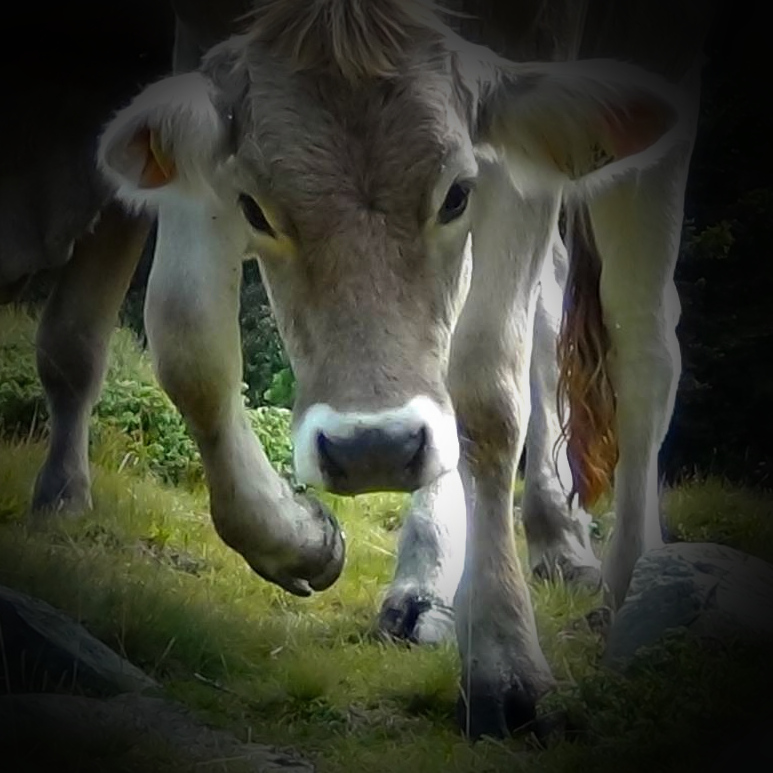 Cows should be kept off national trails