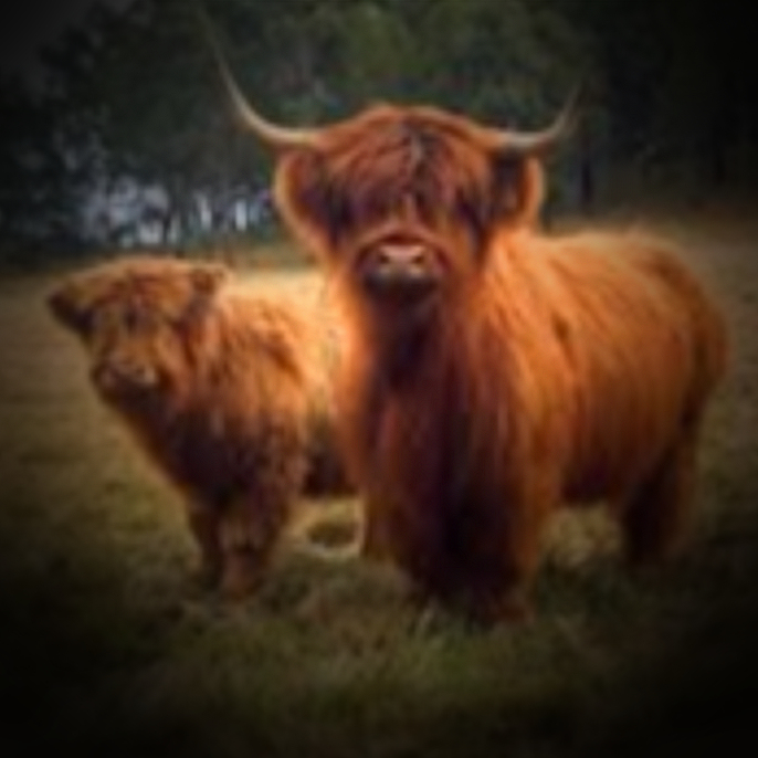 Carolyn’s Story: another cow attack in the New&nbsp;Forest