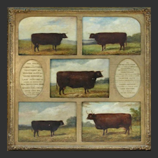 Is overbreeding resulting in killer cattle