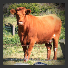 One rogue cow can turn a herd of cattle into killer cows