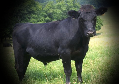 Jude’s story: butted and&nbsp;trampled