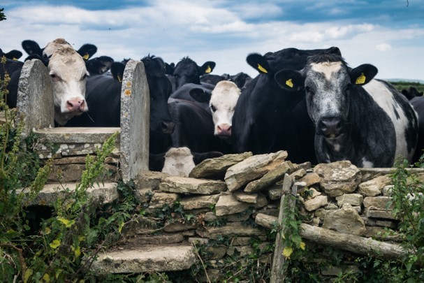 Scared out of a field: Twice in as many&nbsp;months!