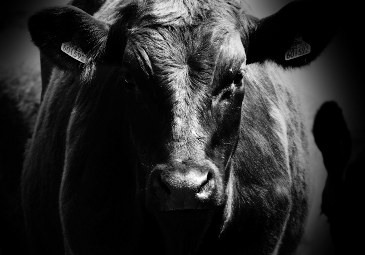Headbutted and jostled by&nbsp;cattle