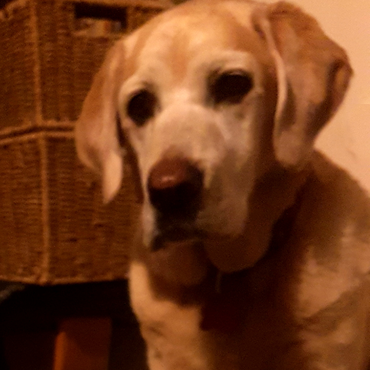 Mike’s Story – charged by a&nbsp;cow