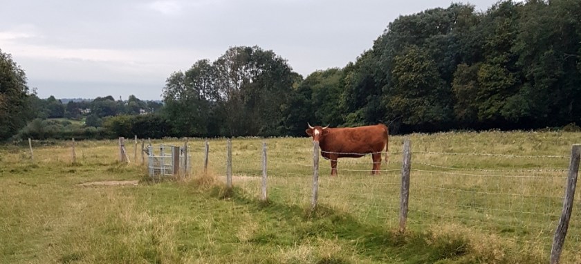 Mike's story - the cow that charged