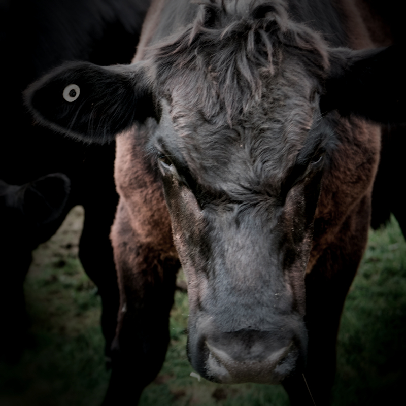 Another attack by a cow near&nbsp;Belstone