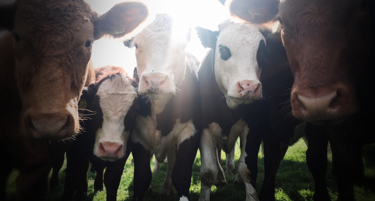 Surrounded by cattle in&nbsp;Warwickshire