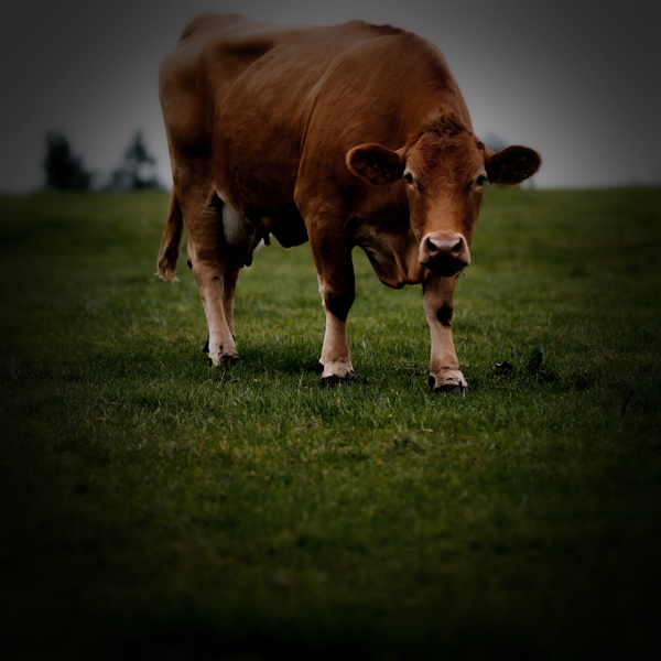 Mike is trampled by an aggressive&nbsp;cow