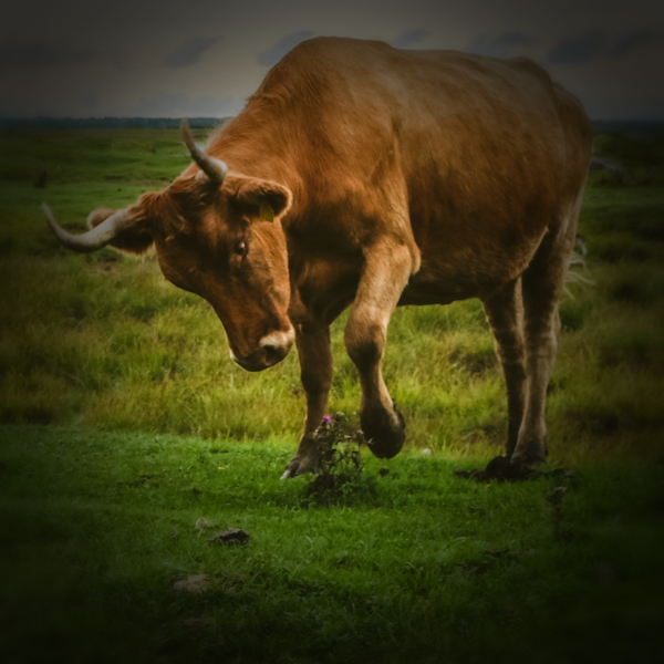 Multiple spoiled walks and frightened walkers – this is not a rare occurrence; cattle need to be separated from&nbsp;walkers.