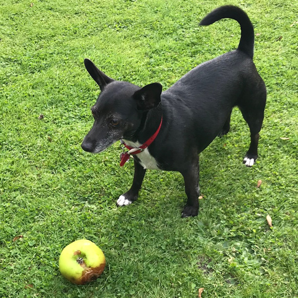 Patch, survived the attack of a killer bull