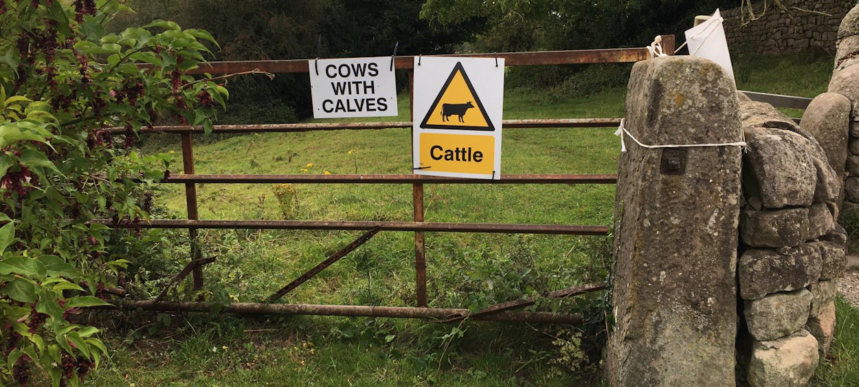 New signs warning of dangerous cattle after the attack