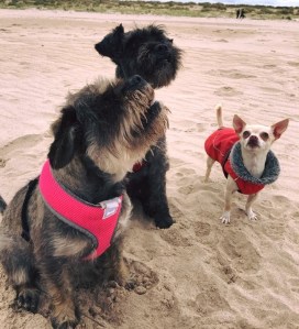 dogs chased by killer cows