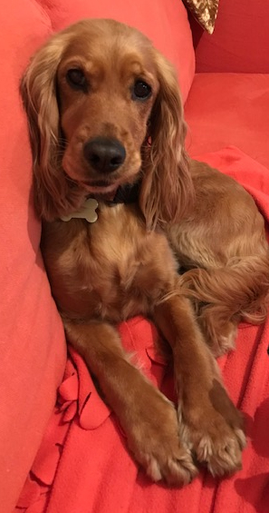 Mabel recovering after being chased by killer cows