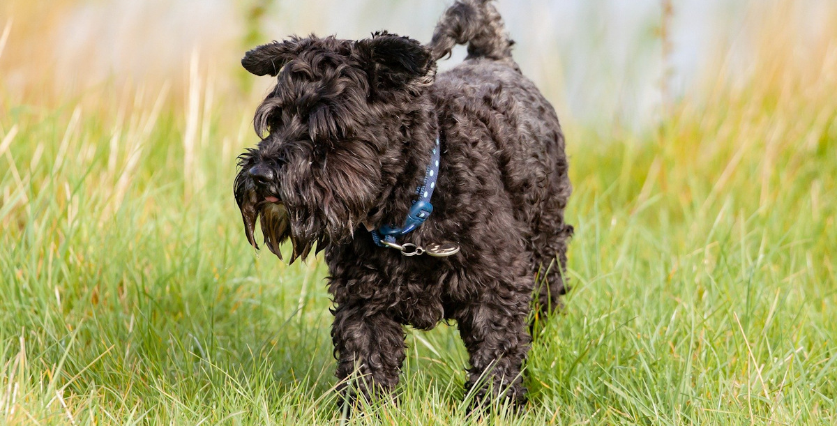 Scottie dog, traumatised after cattle attack