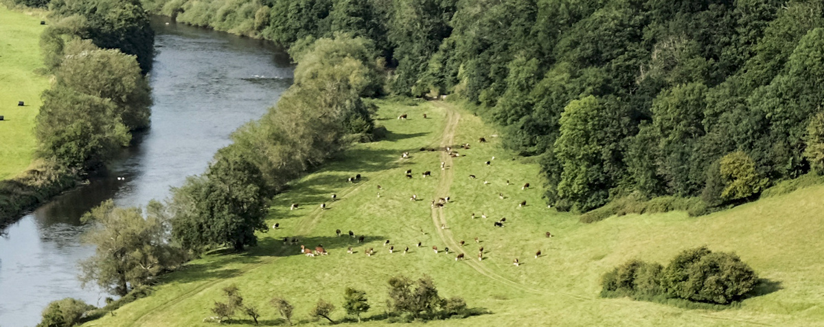 TL’s story: attacked and trampled by&nbsp;cows.