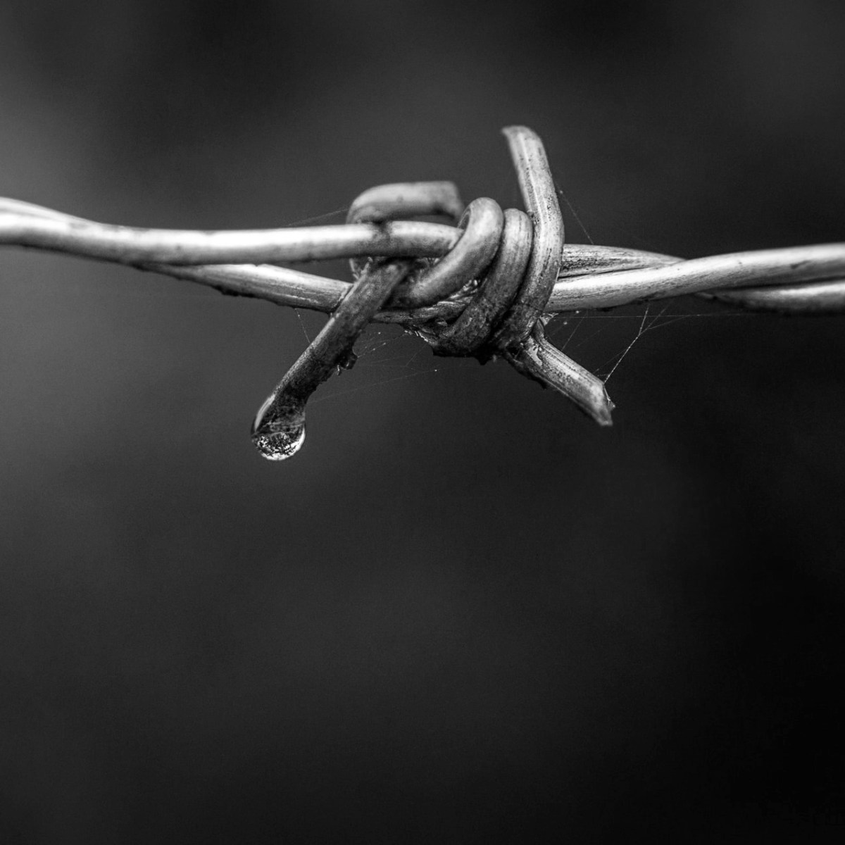 Pushed against the fence by&nbsp;cattle