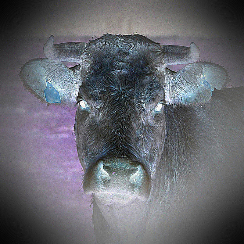 Charged by a&nbsp;cow.