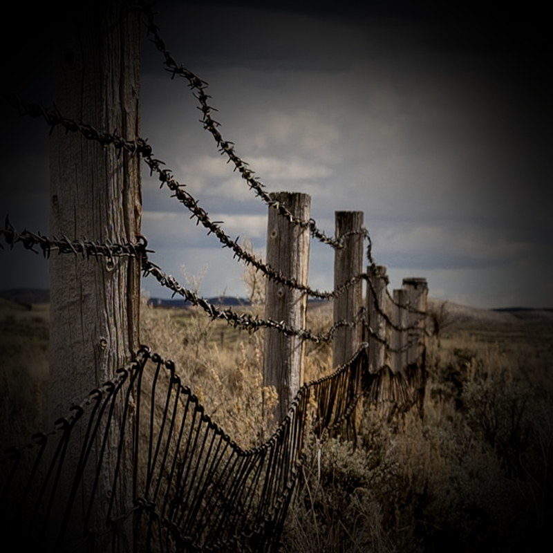A Tale of Three Walks: close encounters with&nbsp;cattle.