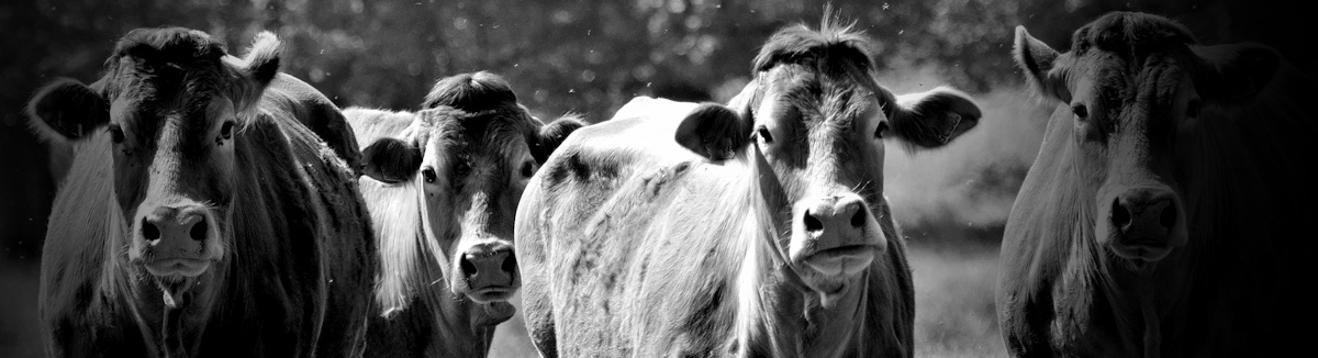 M Wood’s story: charged by&nbsp;cows