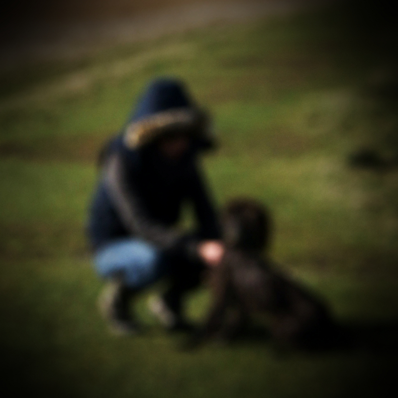 Sarah’s Story: my dogs were chased by a herd of&nbsp;cows.