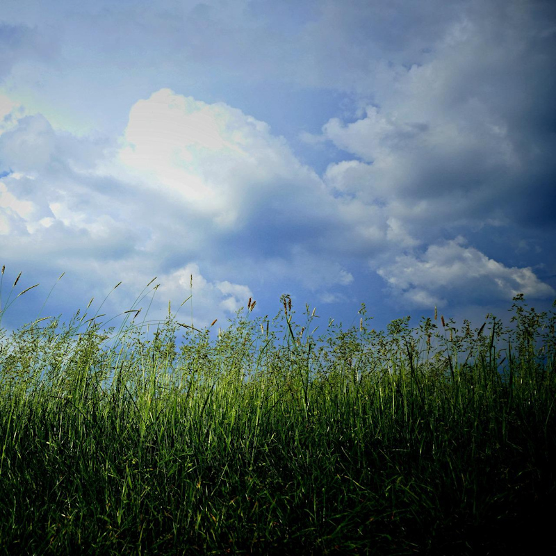 Woman trampled to death by&nbsp;cows