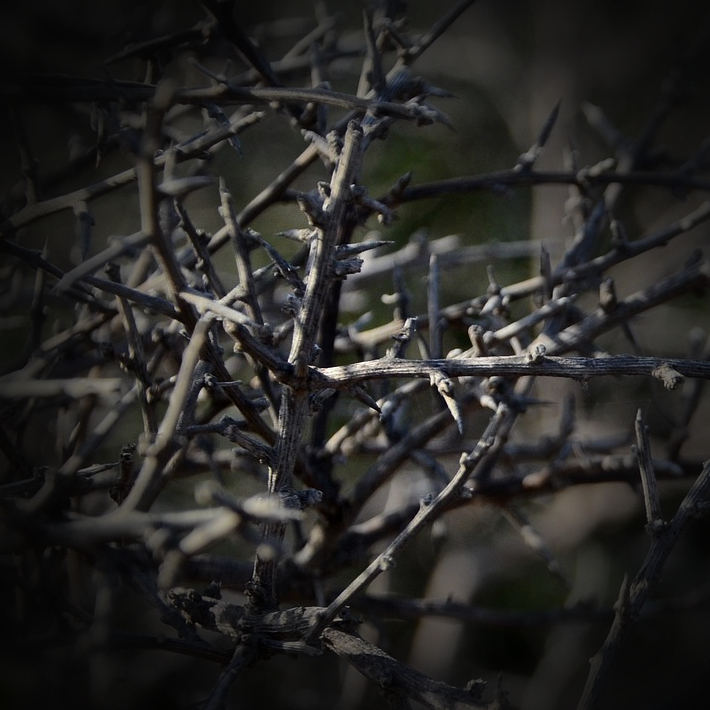 Narrowly missed being&nbsp;trampled