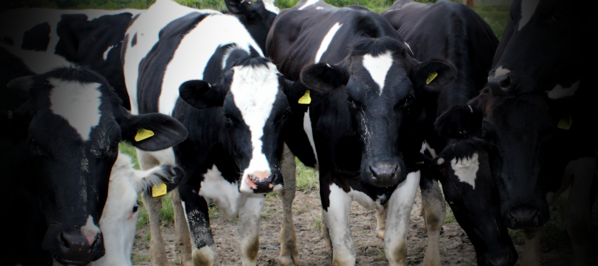 Seasoned Hiker: chased by aggressive&nbsp;cows