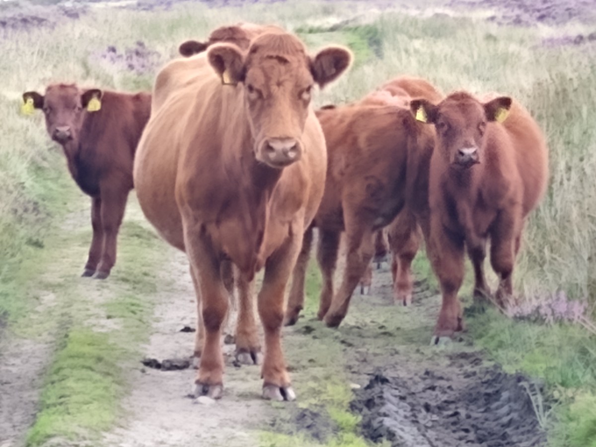 Julie’s story – “There are now two cow attacks on Totley Moor, near Sheffield, mine in August 2023 and now a recent one on 1st January&nbsp;2024”