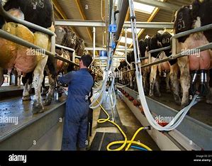 A farmers perspective on cattle and&nbsp;walkers