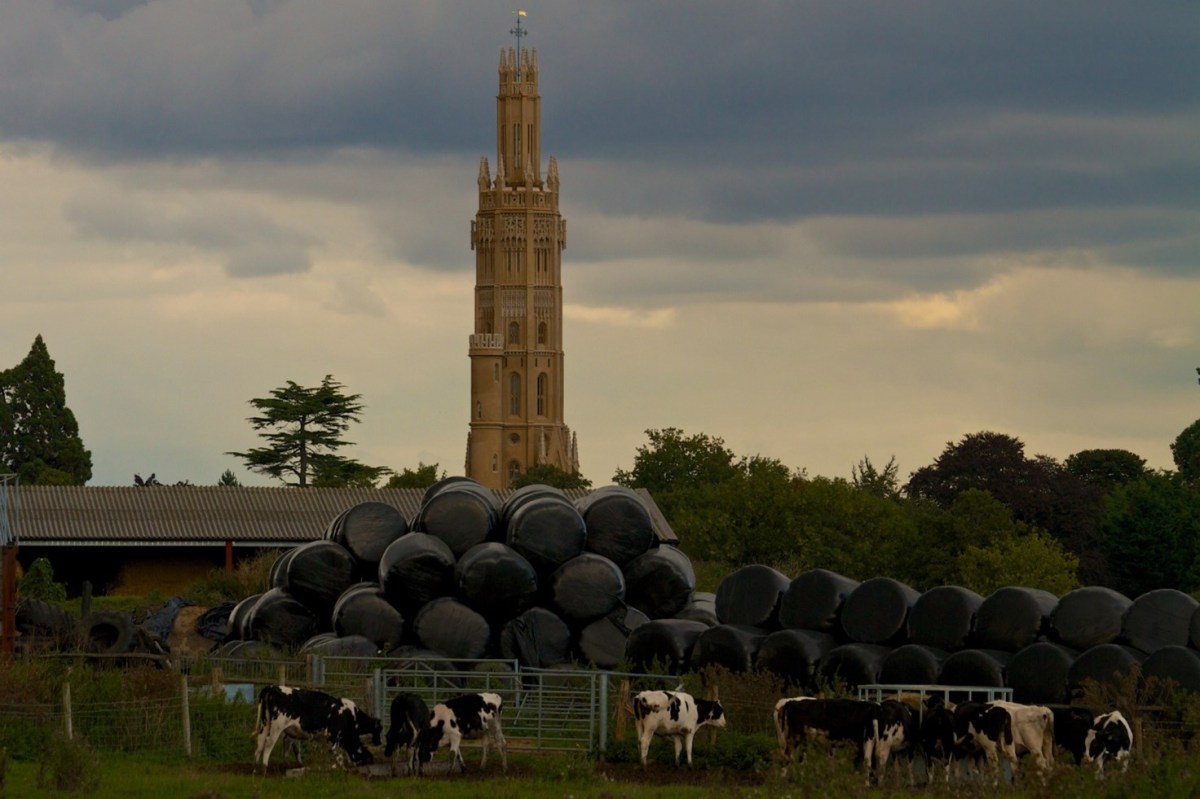 I have never seen cows like this&nbsp;before!!!