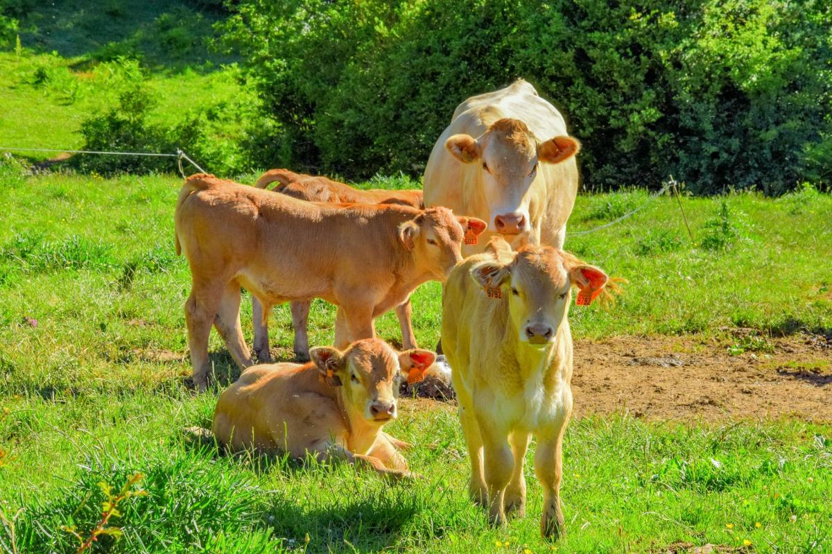 “Cows with calves should not be put on fields with footpaths”