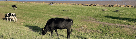 “I have never been so frightened in my life, and this has put me off walking&nbsp;alone.”