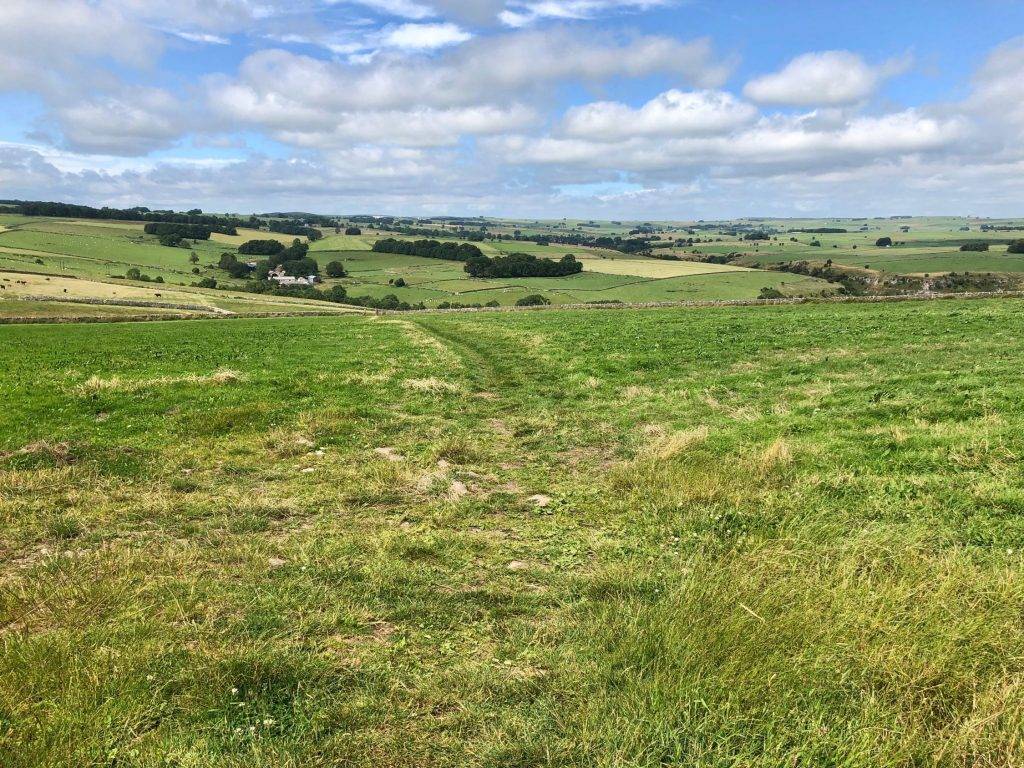 Sam’s story: There is no reason for so many cows to be on footpaths!  