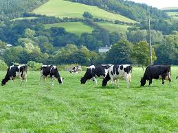 Local lady from Meifod Powys “Cows are quite savage at this time of&nbsp;year!!!!”