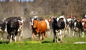 RA:”I am not against free grazing but following my experience it should have some form of physical&nbsp;barrier.”