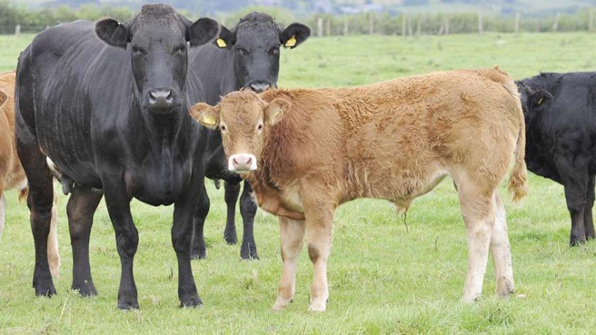 Lancashire cattle cause significant injuries – Cattle Safety