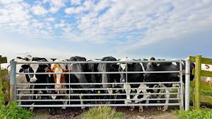 Hurdling a gate to avoid cows – Cattle Safety