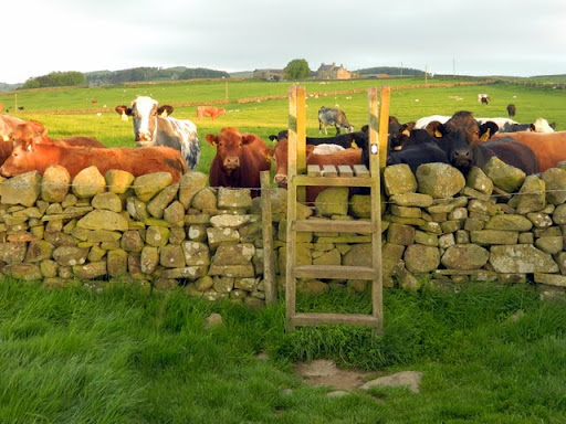 Yes – cattle should be&nbsp;respected!